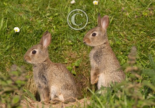 Young Rabbits DM1167